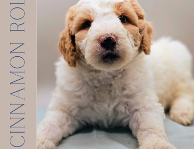 Cinnamon Roll Goldendoodle