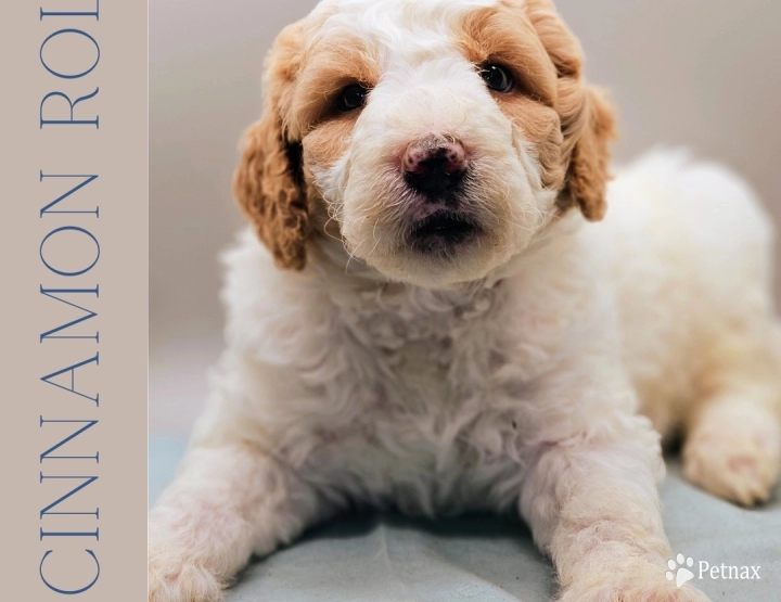 Cinnamon Roll Goldendoodle