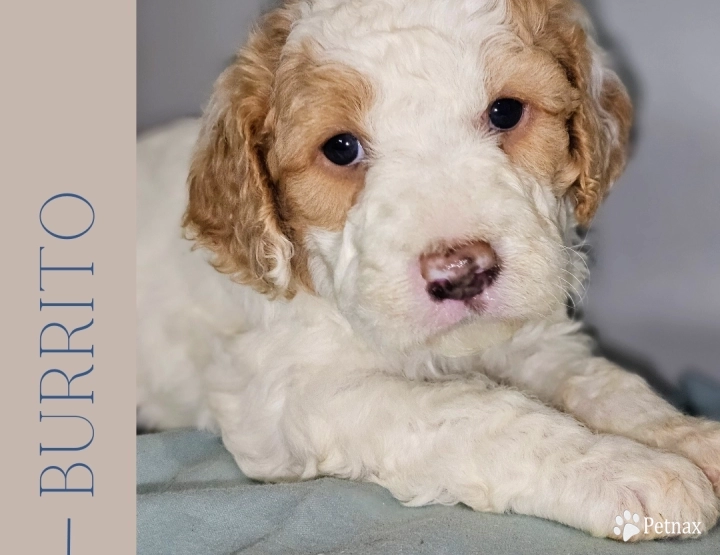 Burrito Goldendoodle