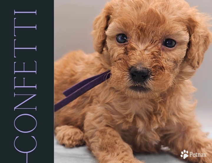 Confetti Goldendoodle