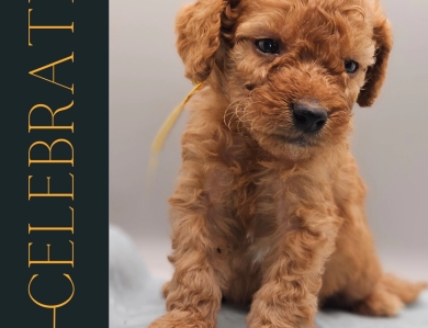 Celebrate Goldendoodle