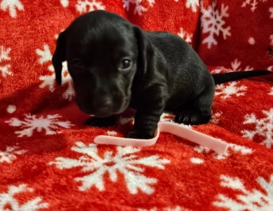 Pink girl Dachshund