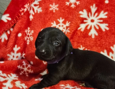 Purple girl Dachshund