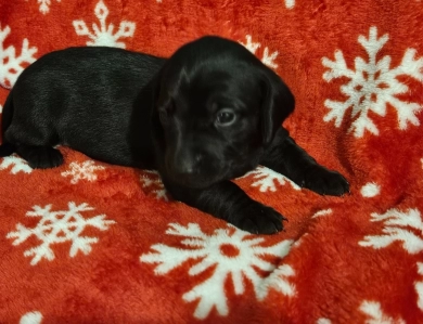 Blue male Dachshund