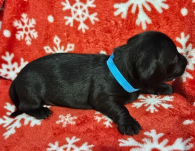 Blue male Dachshund