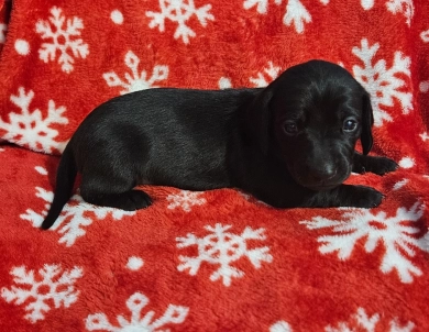 Blue male Dachshund