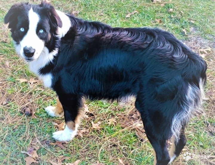 Maverick Australian Shepherd