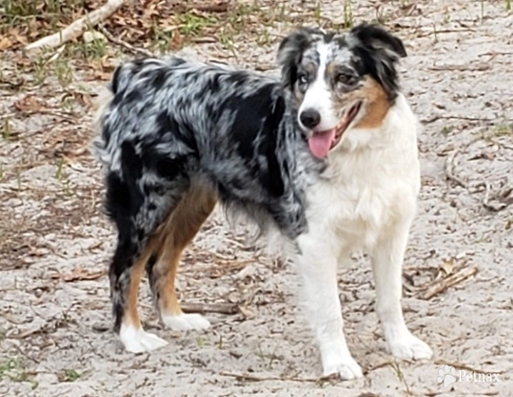 Bella Australian Shepherd