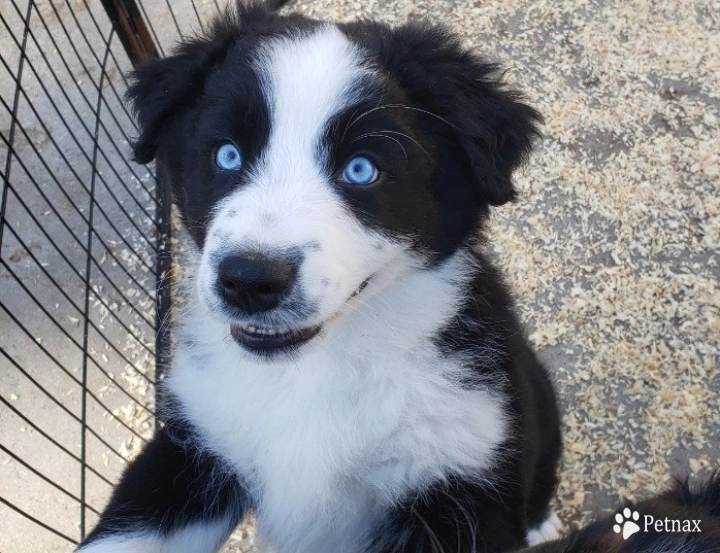 Black Tri minimal Tan. 2 Beautiful Blue Eyes. Australian Shepherd