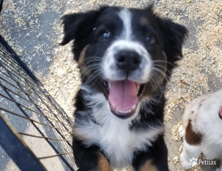 Black Tri Male Australian Shepherd