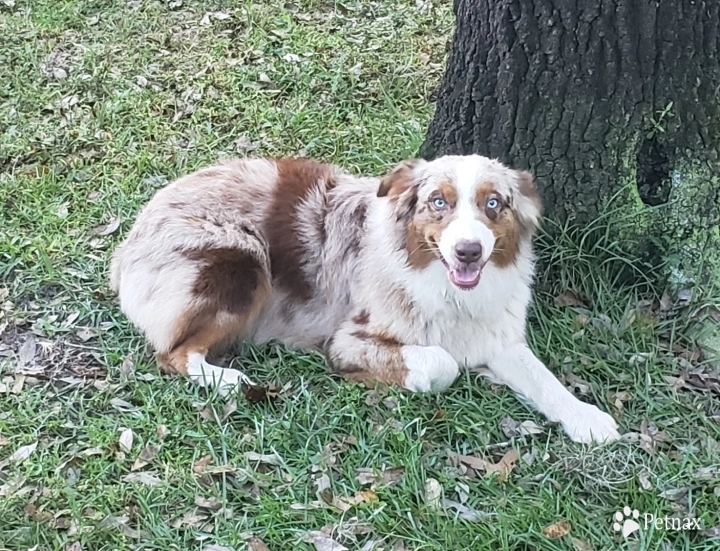 Shelby Ann Australian Shepherd