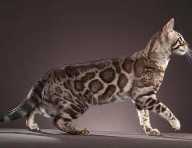 Bollinger Bengal