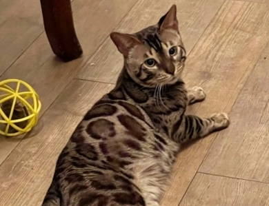 Bollinger Bengal