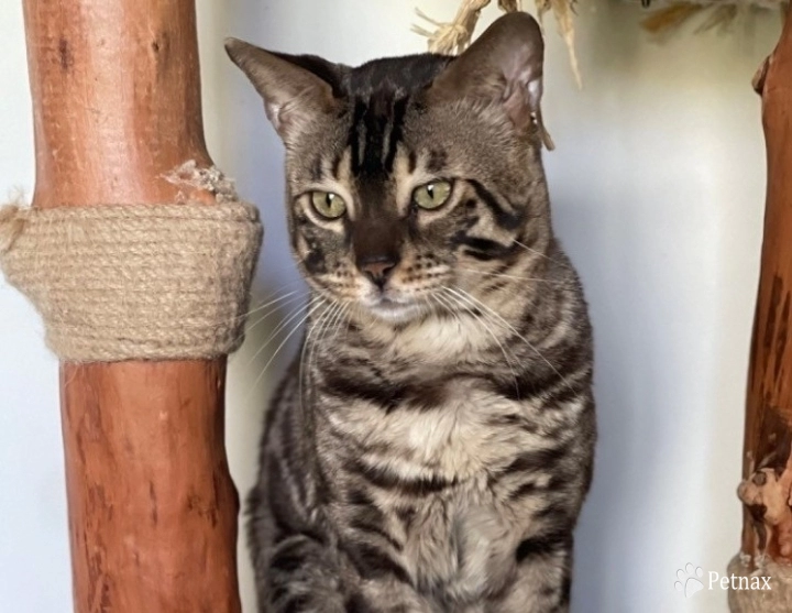 Bollinger Bengal