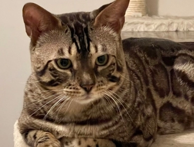 Bollinger Bengal