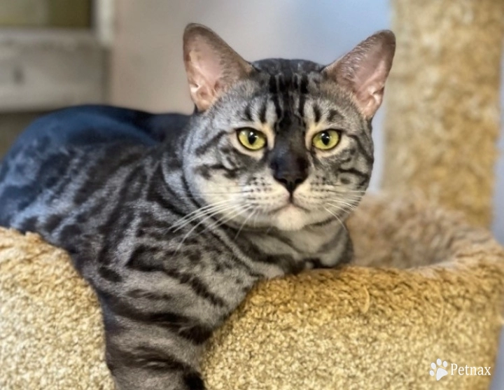 Stormy Bengal