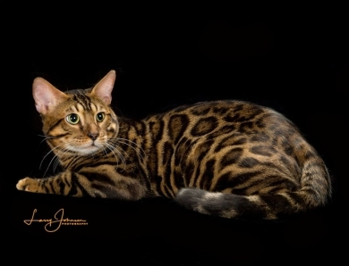 Zion Bengal