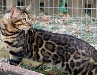 Zion Bengal