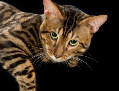 Zion Bengal