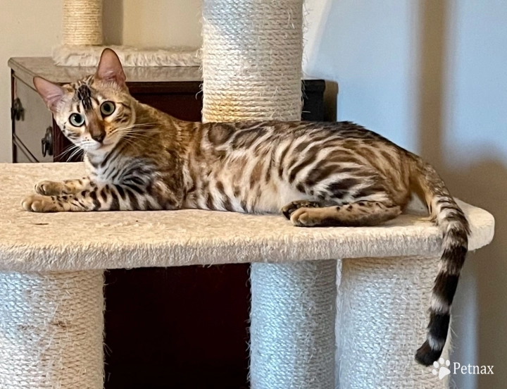 Tundra Bengal