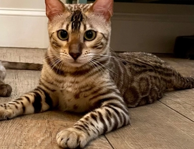 Tundra Bengal