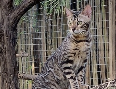 Patis Bengal