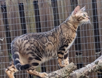 Patis Bengal