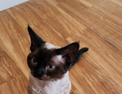 Hershey Kiss  Devon Rex