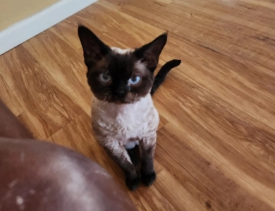 Hershey Kiss  Devon Rex