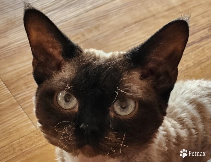 Hershey Kiss  Devon Rex