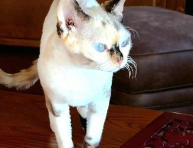 Samantha  Devon Rex