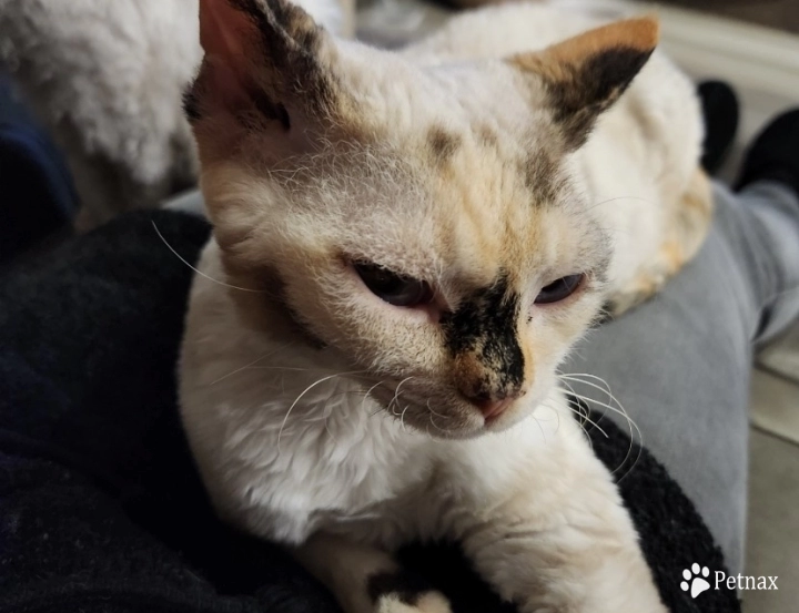 Samantha  Devon Rex