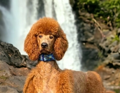Lake Sai's Rogue's Inferno of the Maples Standard Poodle