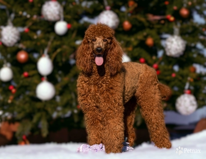 Cinnamon Rose of the Maples Standard Poodle