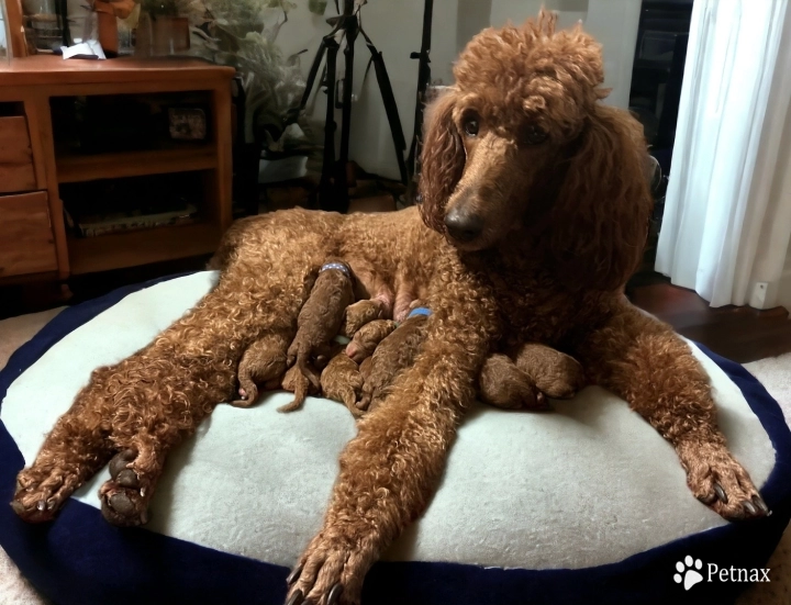 Cinnamon's dark red boys Standard Poodle