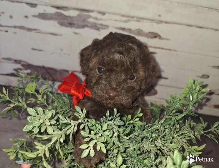 Brownie Toy Poodle