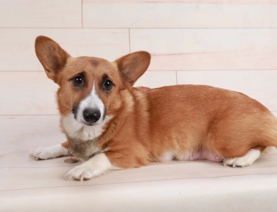 Lulu Pembroke Welsh Corgi