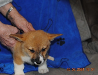 Rudy Pembroke Welsh Corgi