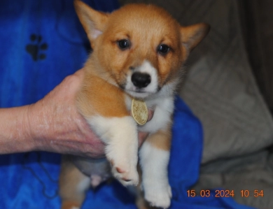 Sampson Pembroke Welsh Corgi