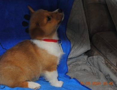 Holly Pembroke Welsh Corgi