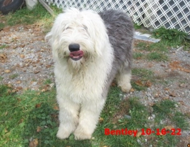 BENTLEY Old English Sheepdog