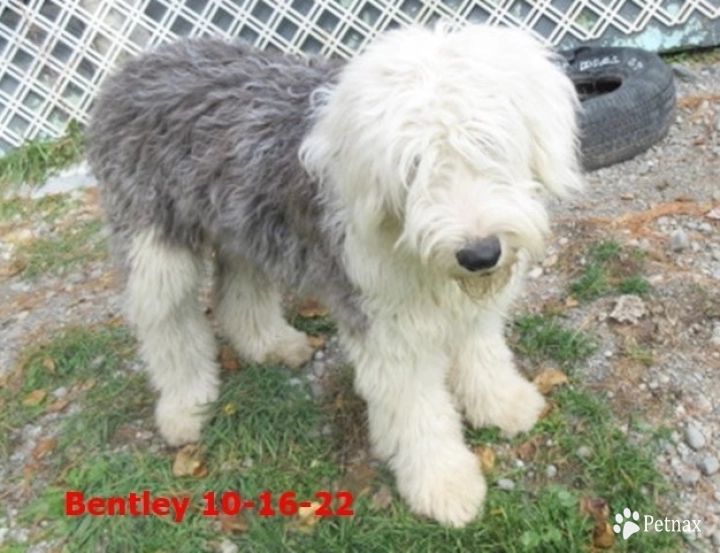 BENTLEY Old English Sheepdog