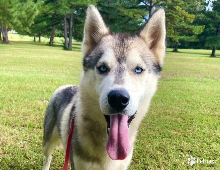 Sevastian  Siberian Husky