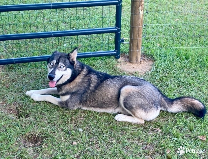 Czarina Siberian Husky