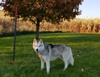 CHARLIE Siberian Husky