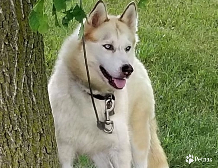 BLISS Siberian Husky