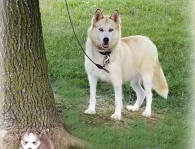 BLISS Siberian Husky