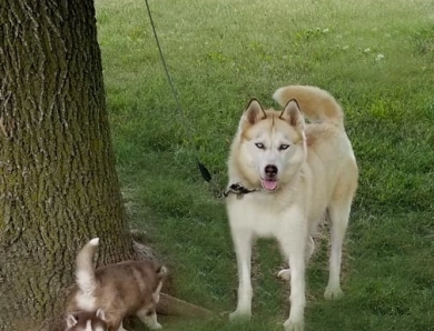 BLISS Siberian Husky