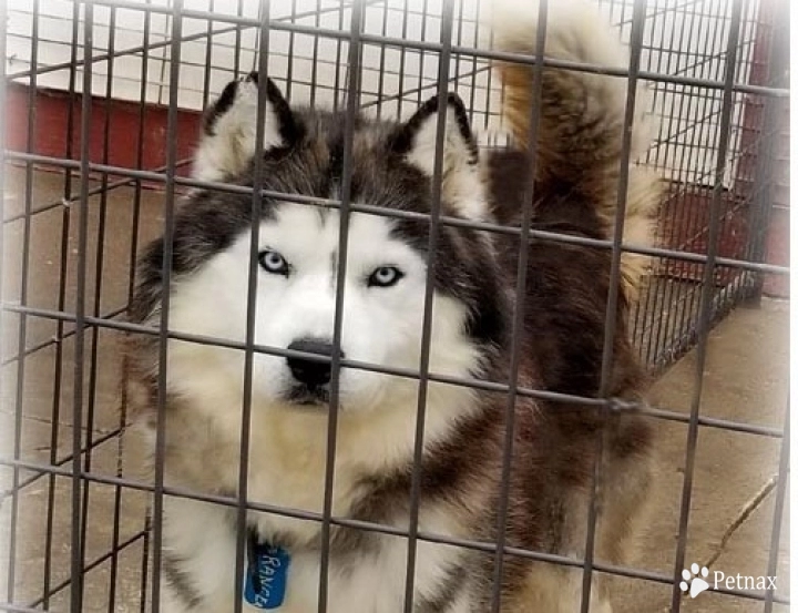 RANGER Siberian Husky