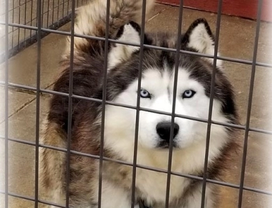 RANGER Siberian Husky